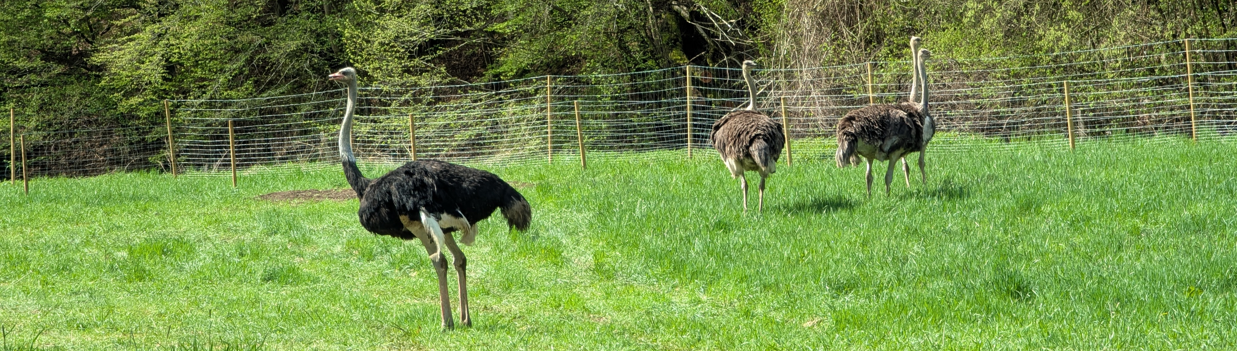straussenfarm-bengelshagen.de